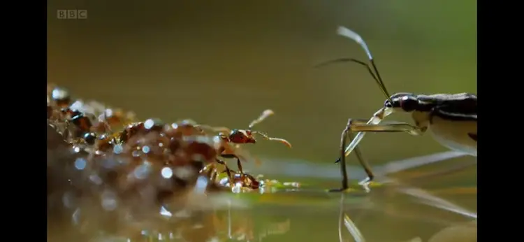 Tropical fire ant  (Solenopsis geminata) as shown in A Perfect Planet - Weather